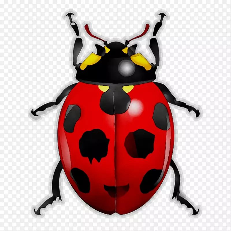 甲虫和昆虫瓢虫甲虫真臭虫节肢动物