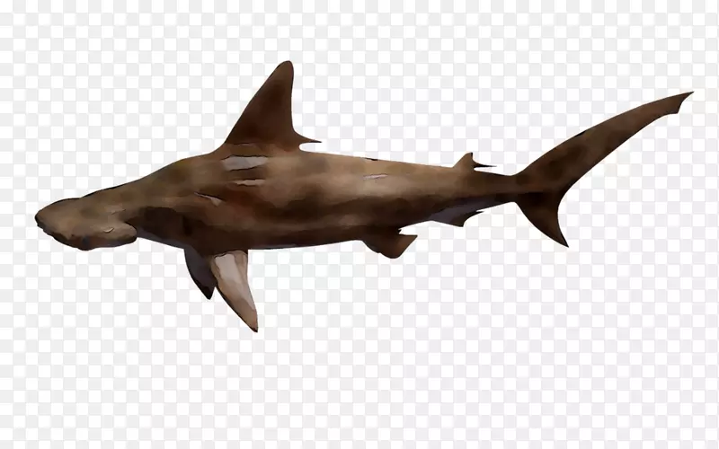 鲨鱼动物海洋