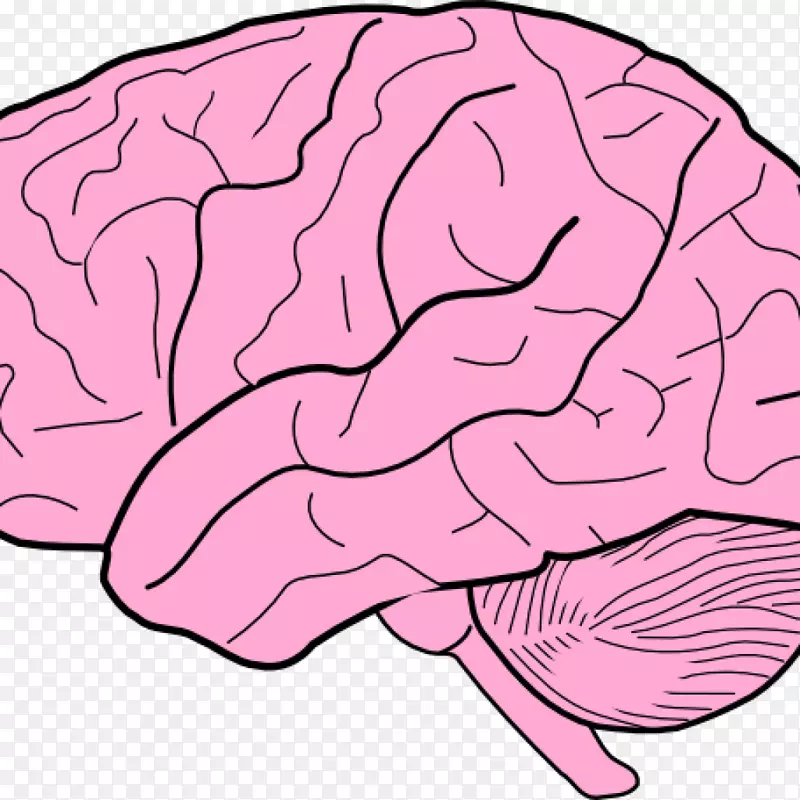 人体大脑的剪贴画大纲png图片.大脑