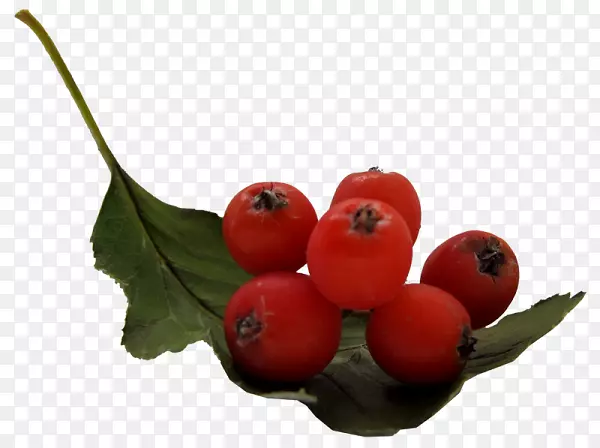 蔓越莓，副果，罗文浆果