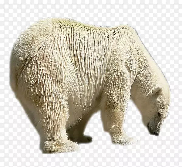 北极熊棕熊绘画png图片.北极熊