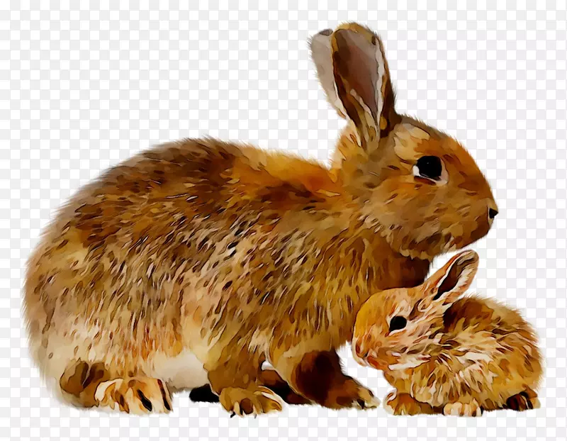 家养兔动物陆生动物