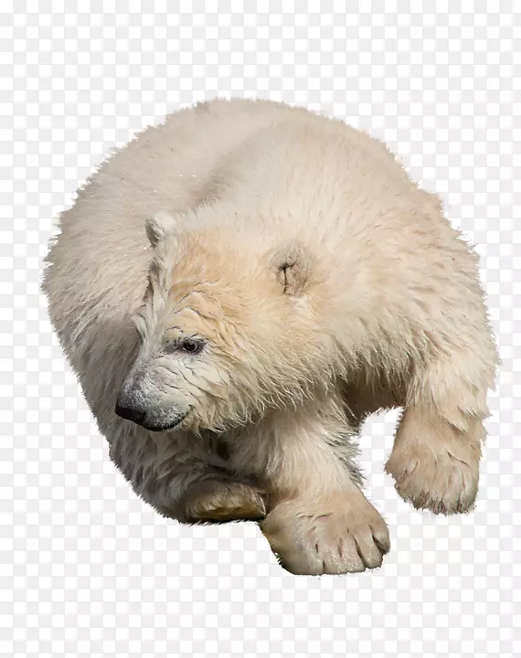 北极熊棕熊图片驼鹿-北极熊