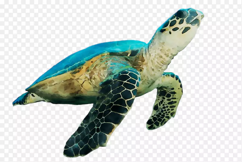 甲鱼海龟塘龟