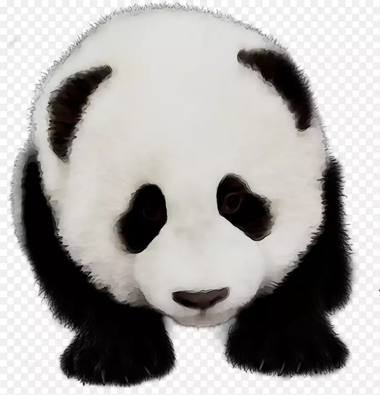 大熊猫毛皮陆生动物鼻子