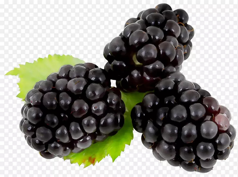 黑莓果实荆棘覆盆子浆果