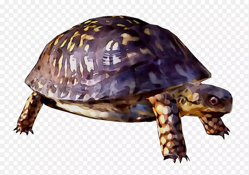 盒形海龟常见的海龟