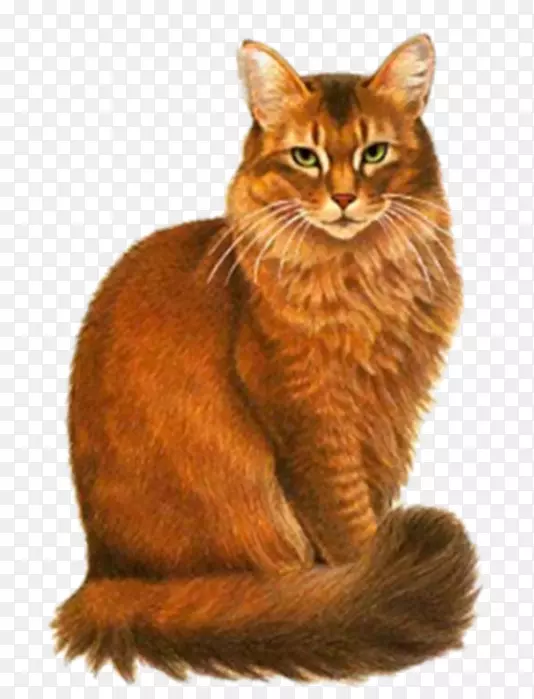 暹罗猫图片猎豹动物-小猫