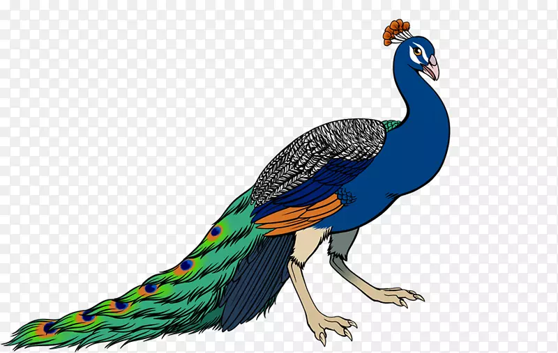 秃鹰鸟喙印度孔雀
