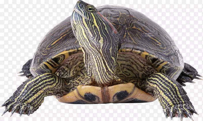 常见的海龟爬行动物水族馆过滤器-海龟