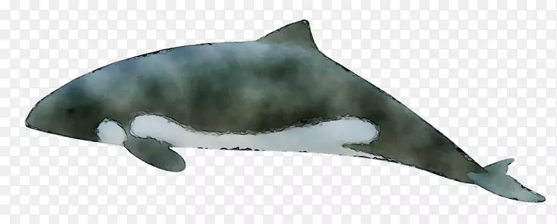 图库溪常见的宽吻海豚动物群
