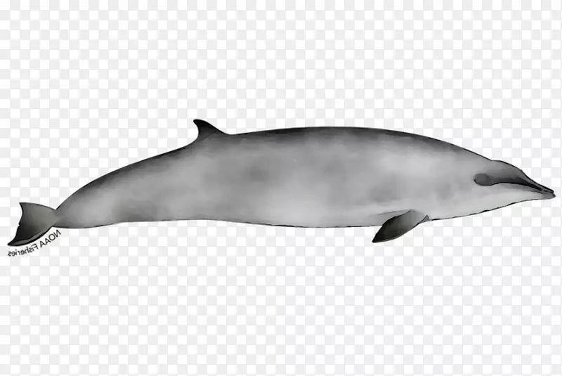 条纹海豚普通宽吻海豚短喙普通海豚图库溪白喙海豚