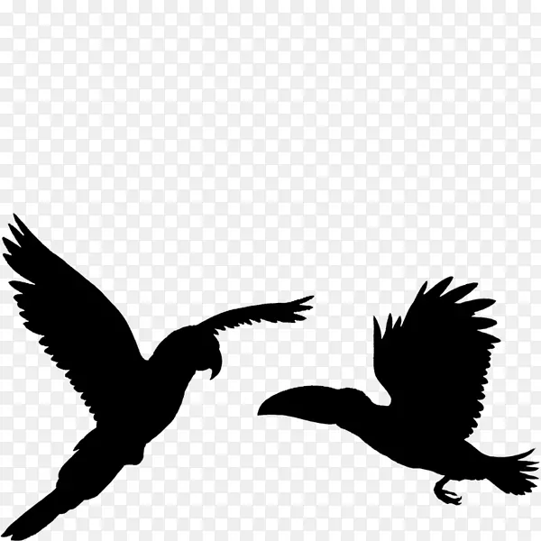 鹰鸟喙秃鹫动物群
