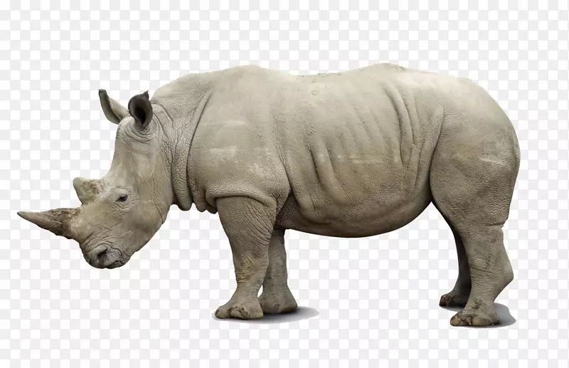 非洲犀牛黑犀牛南白犀牛印度犀牛照片-白犀牛背景