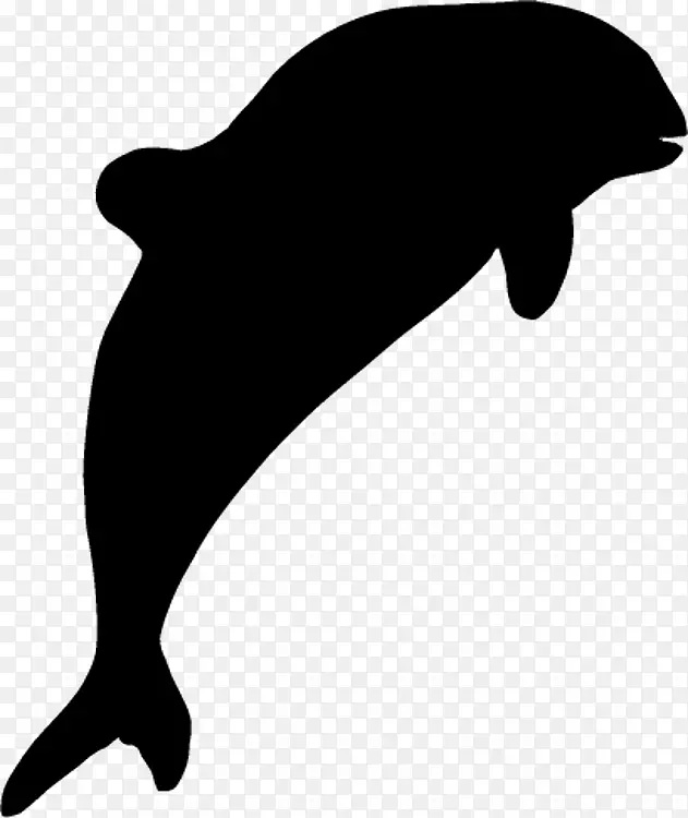 海豚海狮黑白-海豚