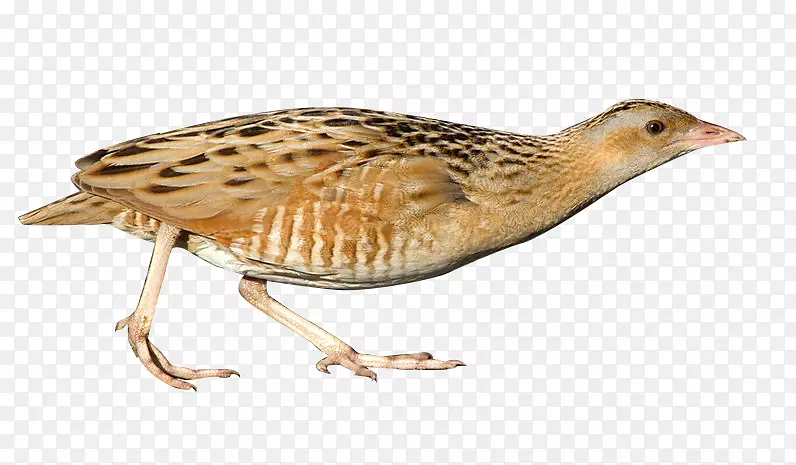 陆生动物陆生鸟-候鸟