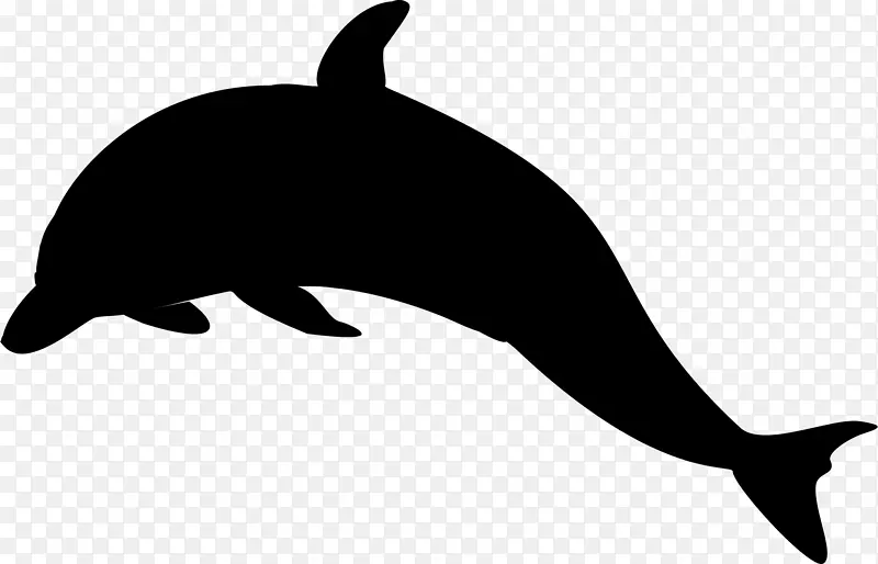 海狮迈阿密海豚虎鲸剪贴画