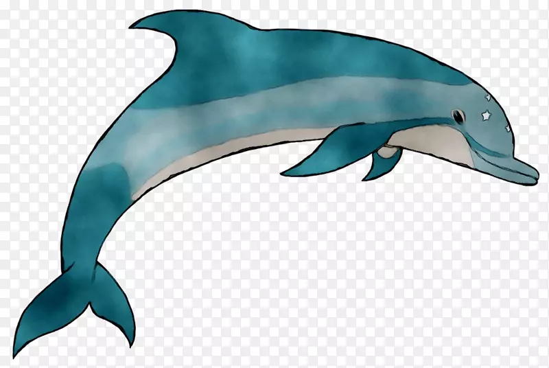 普通宽吻海豚短喙普通海豚粗齿海豚图库溪白喙海豚