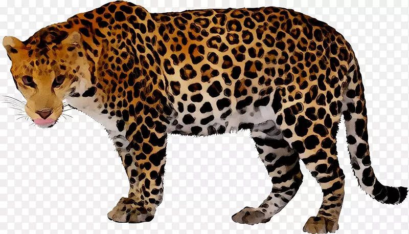 豹png图片剪辑艺术美洲豹猎豹