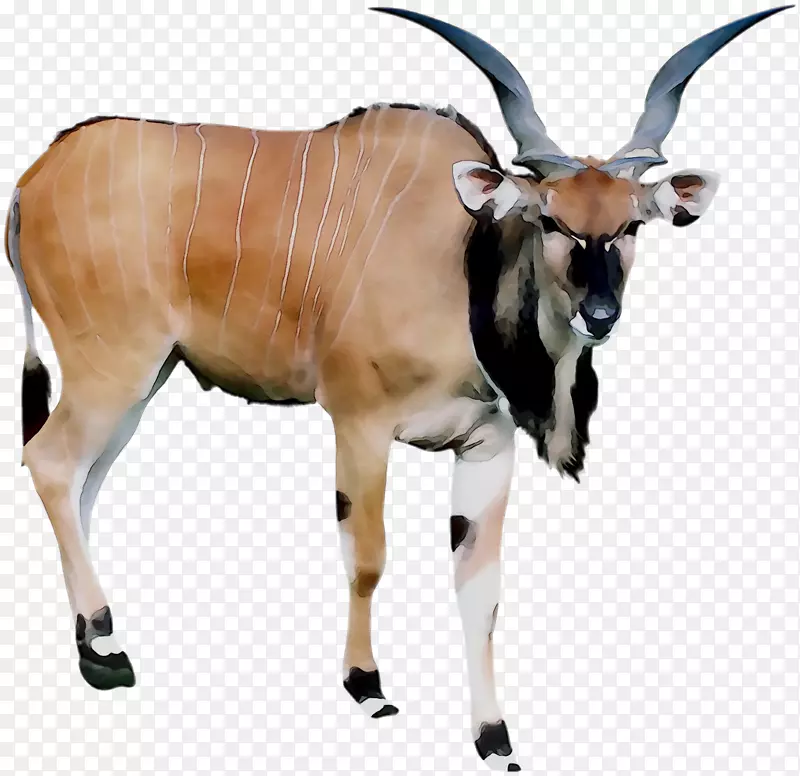 羚羊，牛，陆生动物鼻子