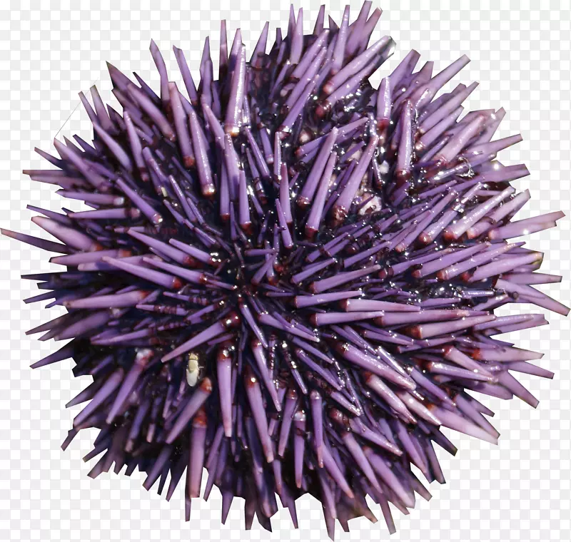 海胆紫海胆