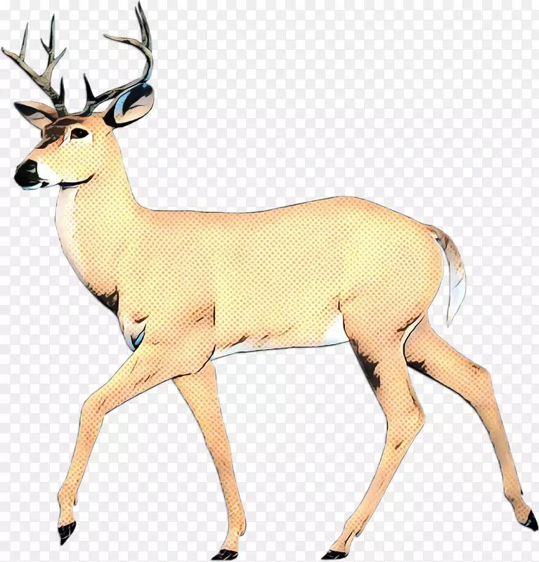 白尾鹿陆生动物鼻子