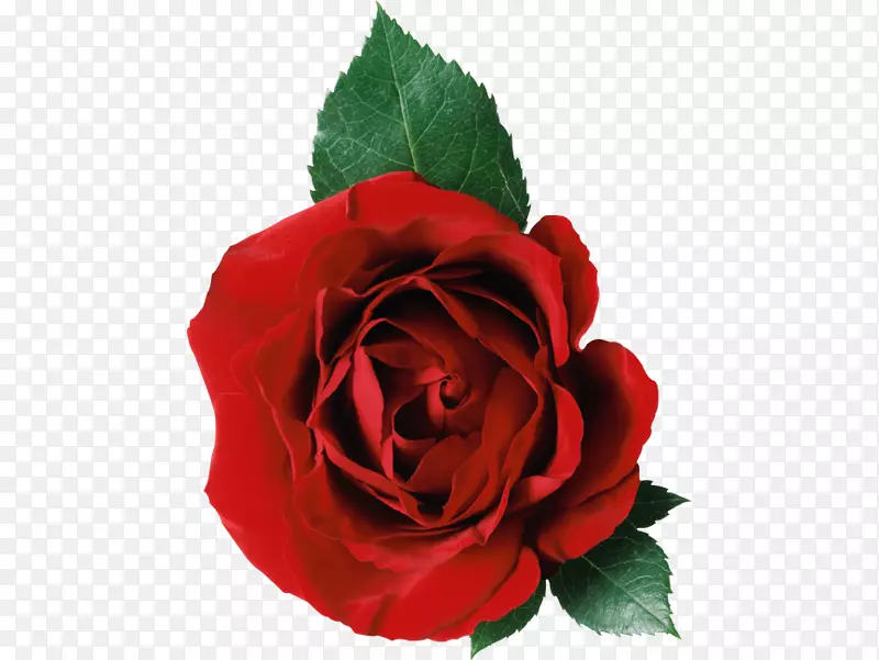 png图片玫瑰夹艺术图像透明度玫瑰刺PNG透明