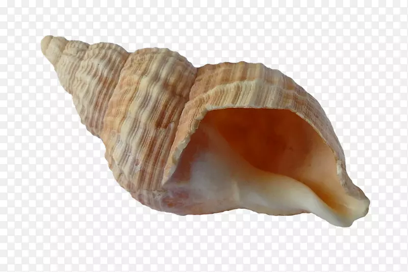 贝壳软体动物贝壳贻贝贝壳海滩贝壳气体标志