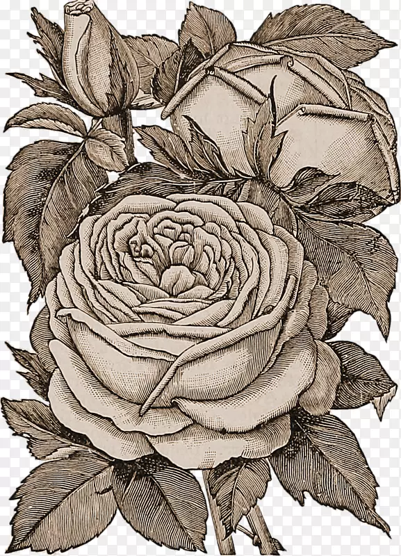花束玫瑰花设计png图片绘制玫瑰PNG铅笔
