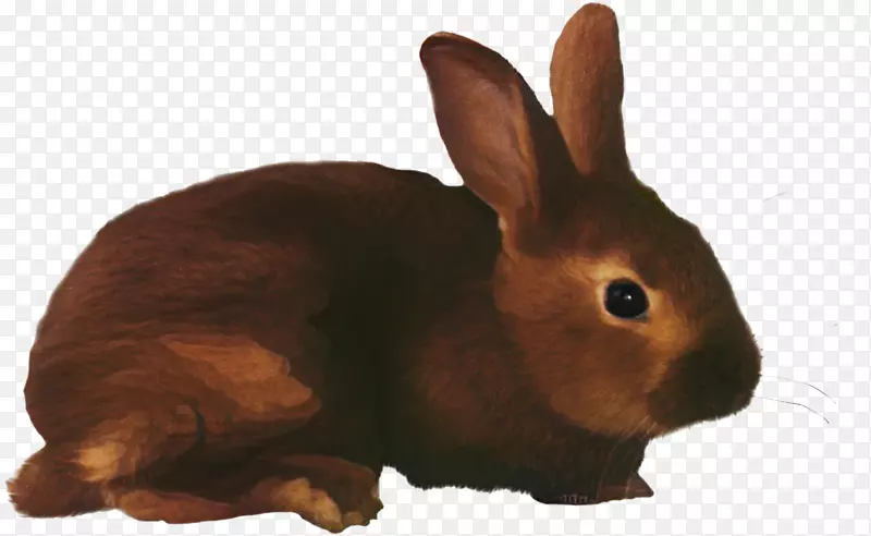 png图片剪辑艺术欧洲兔子透明度