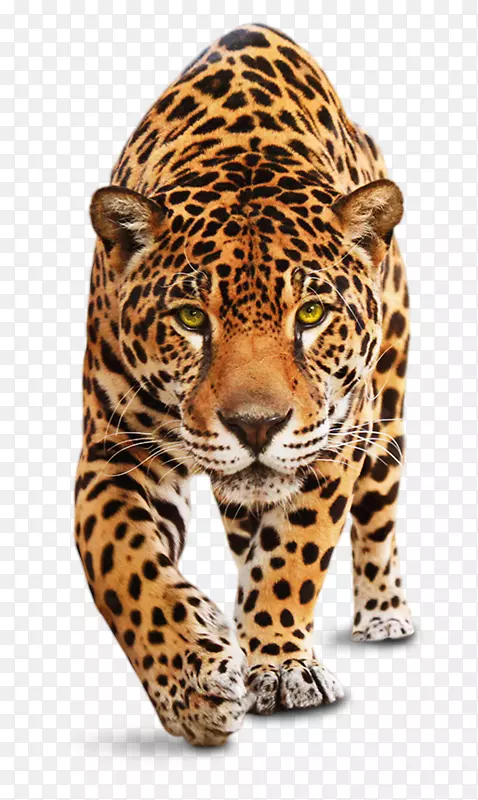 豹虎豹科猎豹-亚马逊热带雨林食物网PNG美洲虎