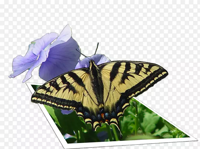 毛刷脚的蝴蝶旧世界燕尾玻璃翼蝴蝶png图片图像.3d蝴蝶