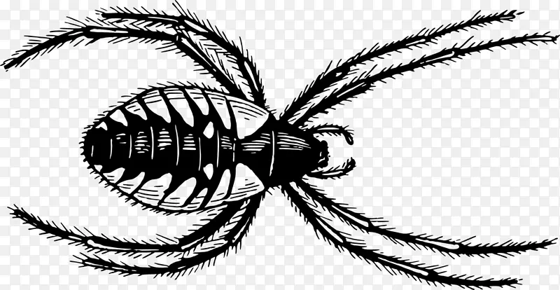 剪贴画线艺术蜘蛛形象插图-蜘蛛PNG节肢动物昆虫