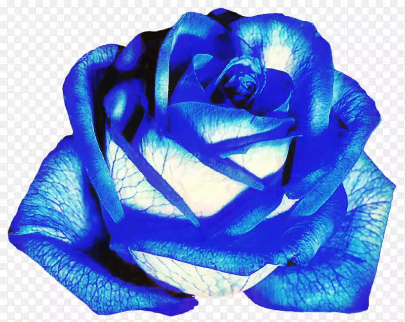 蓝玫瑰花园玫瑰花