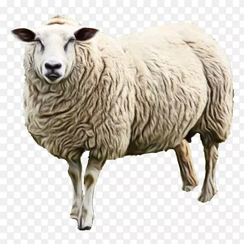 羊奶羔羊