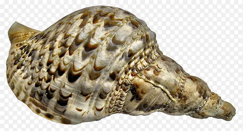 蜗牛 海蜗牛 海螺