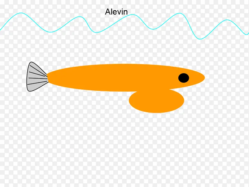 鱼 鱼线 橙色