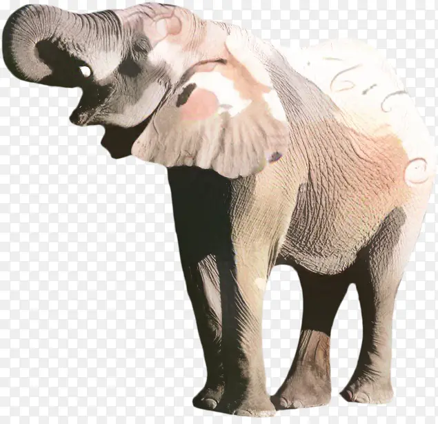 非洲丛林大象 大象 非洲森林大象