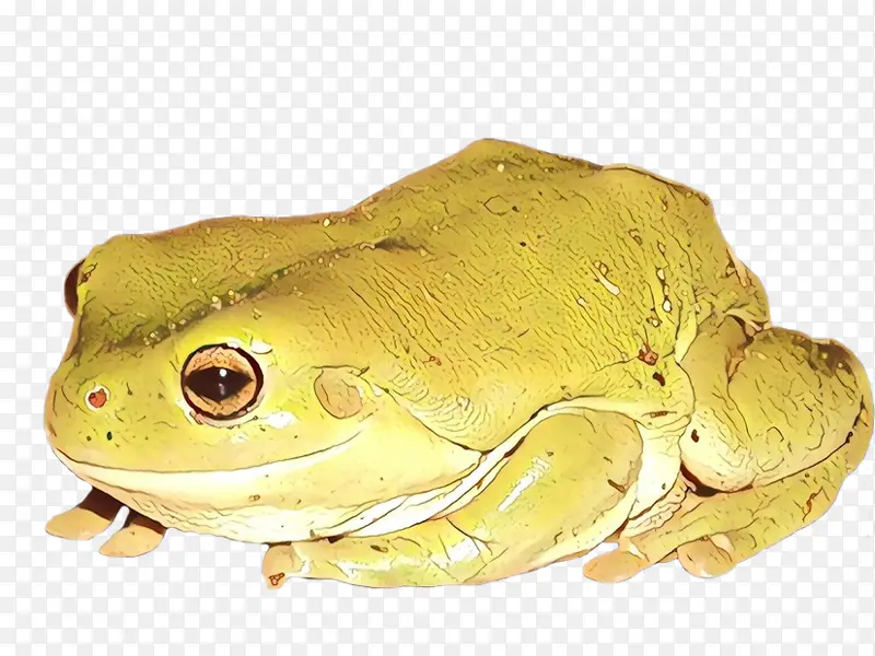 美国牛蛙 青蛙 树蛙