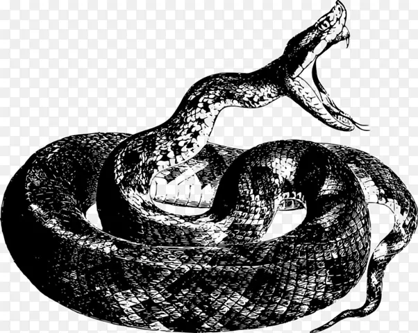 蛇 蝰蛇 爬行动物