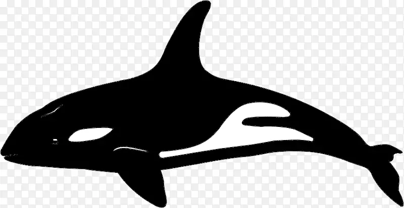 虎鲸 海豚 鲸鱼