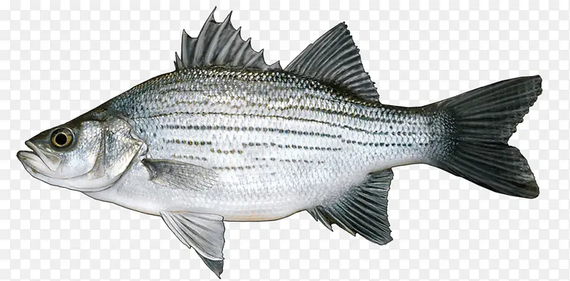 鱼 梭鱼 白鲈鱼