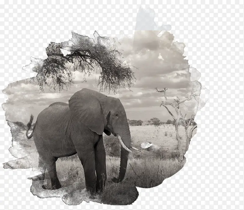 非洲象 印度象 象牙