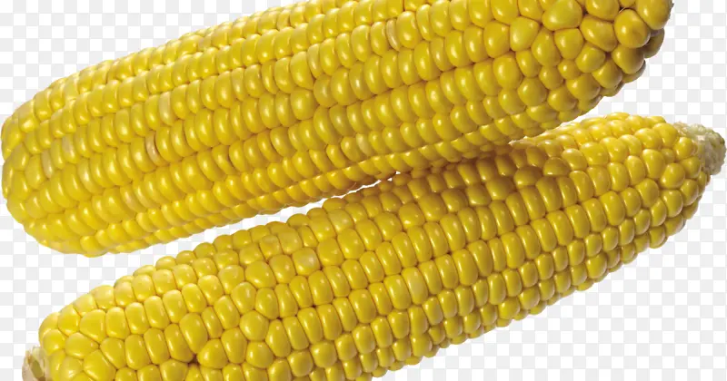 玉米棒上的玉米 甜玉米 凹痕玉米