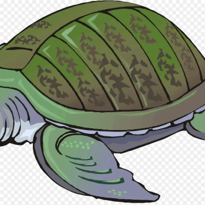 海龟 乌龟 绿海龟