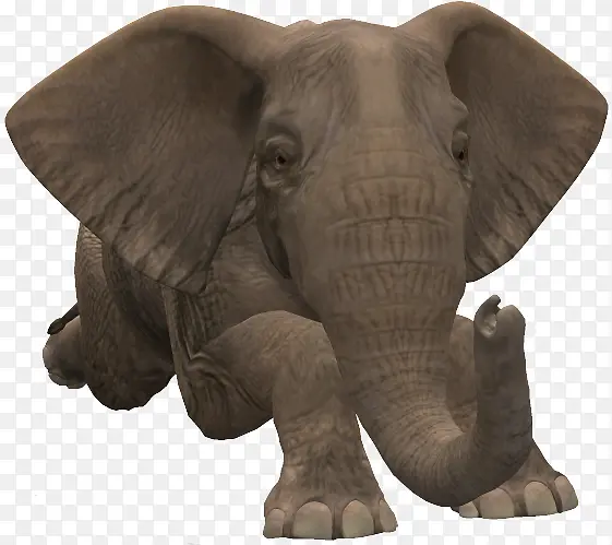 大象 非洲大象 亚洲大象