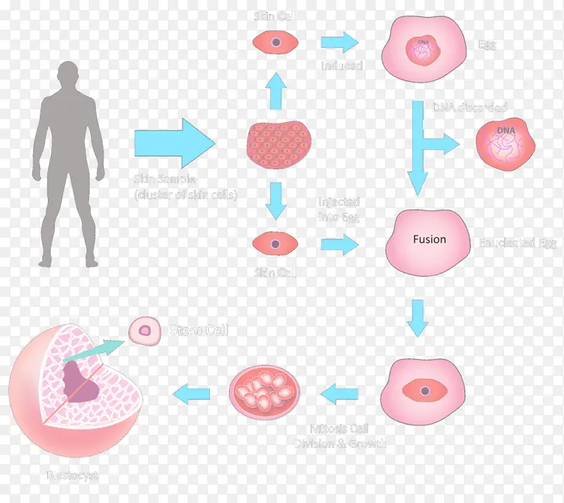 干细胞 胚胎干细胞 细胞
