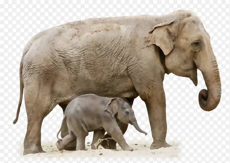 非洲丛林象 大象 非洲象