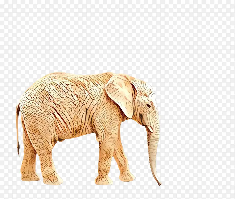 印度象 非洲象 犀牛