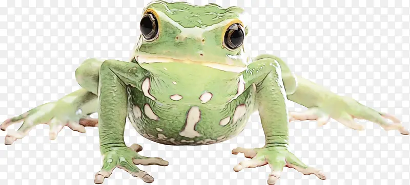 真蛙 蛙 树蛙